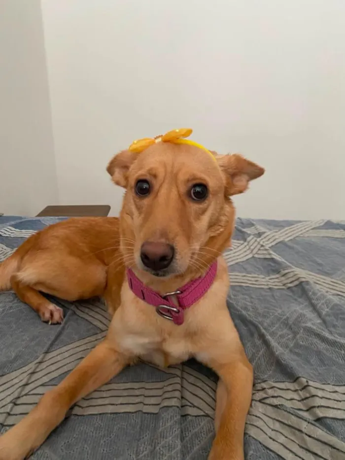 Cachorro raça SRD-ViraLata idade 2 anos nome Melinha