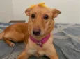 Melinha