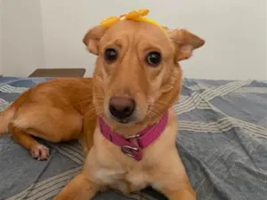 Cachorro raça SRD-ViraLata idade 2 anos nome Melinha
