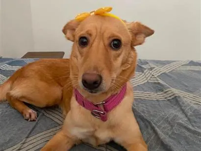 Cachorro raça SRD-ViraLata idade 2 anos nome Melinha