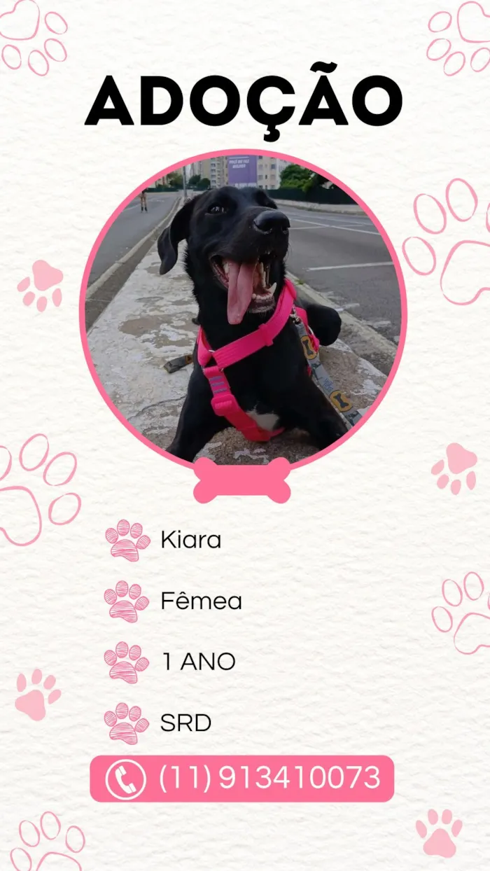 Cachorro raça SRD-ViraLata idade 1 ano nome Kiara