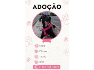 Cachorro raça SRD-ViraLata idade 1 ano nome Kiara