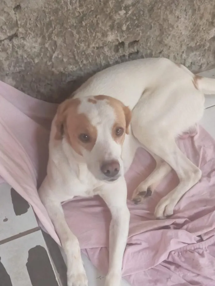 Cachorro raça Labrador idade 1 ano nome lougam