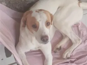 Cachorro raça Labrador idade 1 ano nome lougam