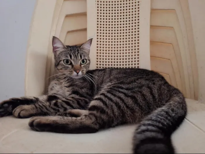 Gato raça SRD-ViraLata idade 5 anos nome Diana
