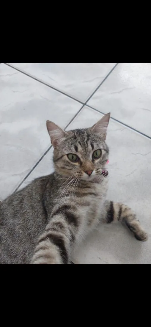 Gato raça SRD-ViraLata idade 5 anos nome Diana