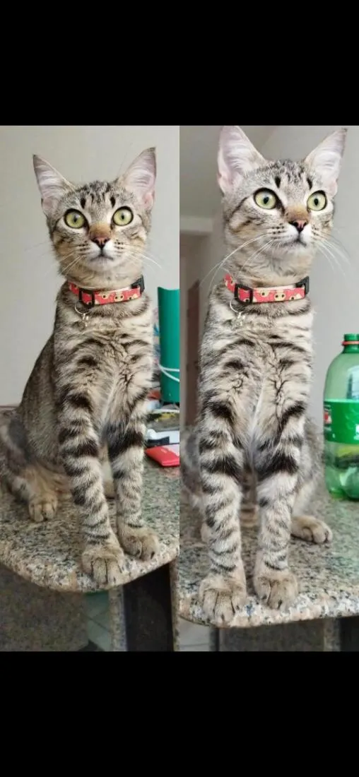 Gato raça SRD-ViraLata idade 5 anos nome Diana