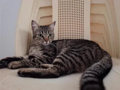 Gato raça SRD-ViraLata idade 5 anos nome Diana