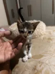 Zaza