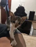 Zaza