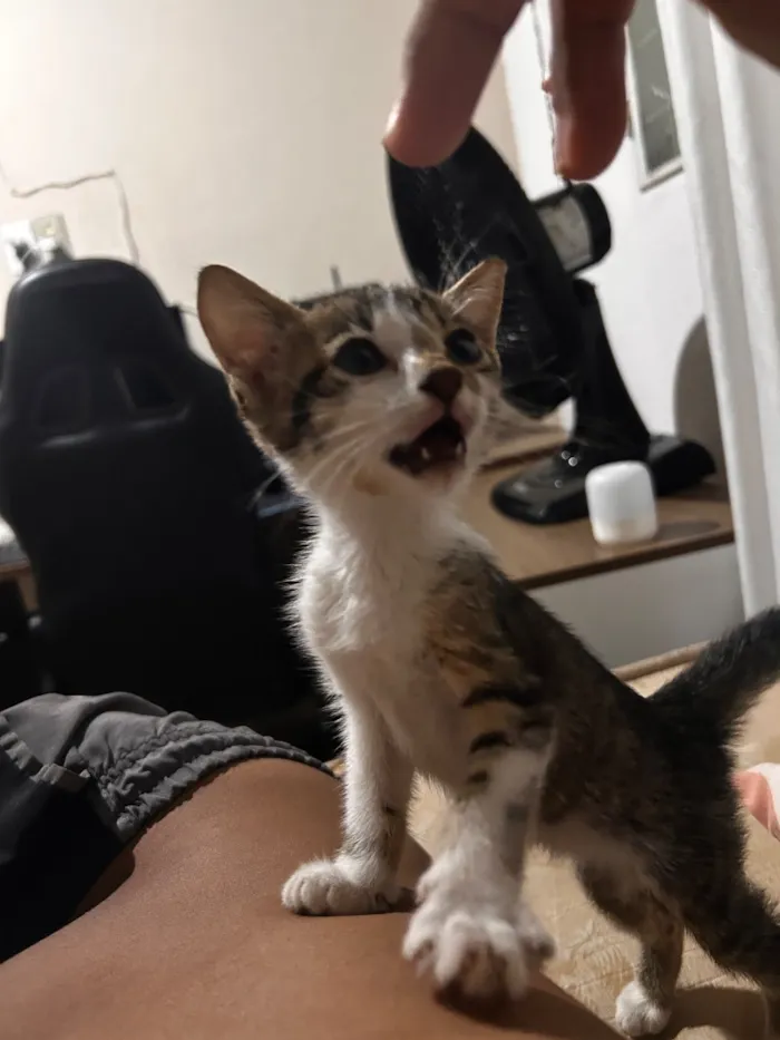 Gato raça SRD-ViraLata idade 2 a 6 meses nome Zaza