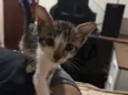 Zaza