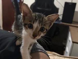 Gato raça SRD-ViraLata idade 2 a 6 meses nome Zaza