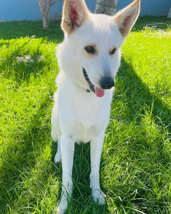 Cachorro raça Pastor Alemão idade 6 ou mais anos nome Zac