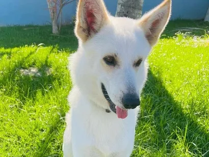 Cachorro raça Pastor Alemão idade 6 ou mais anos nome Zac