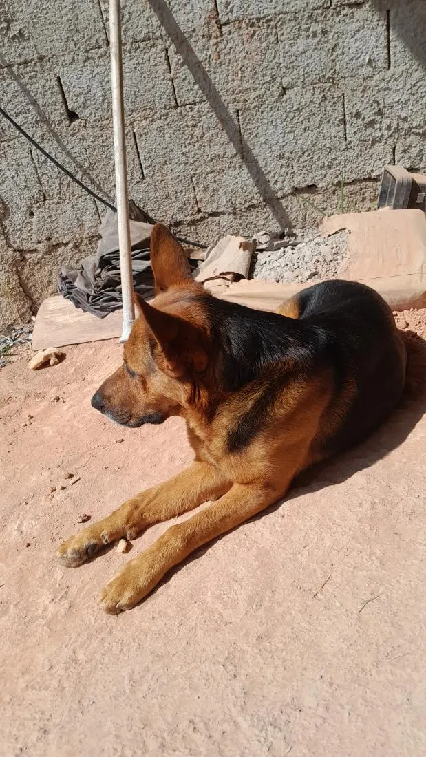 Cachorro raça Pastor Alemão idade 3 anos nome Thor