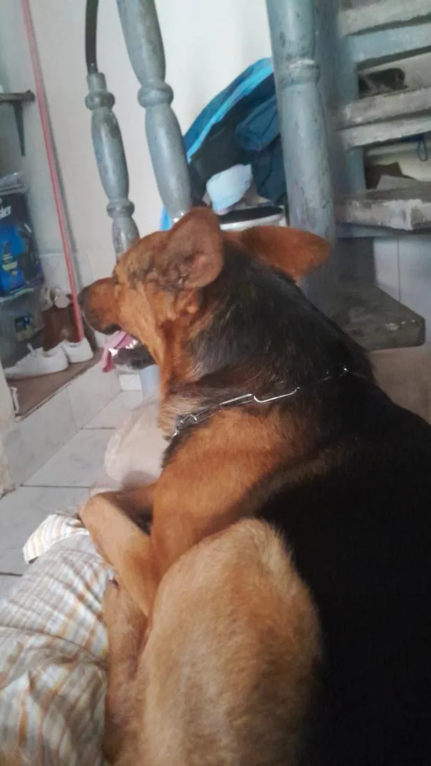 Cachorro raça Pastor Alemão idade 3 anos nome Thor