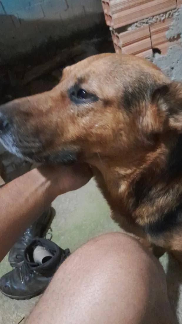 Cachorro raça Pastor Alemão idade 3 anos nome Thor