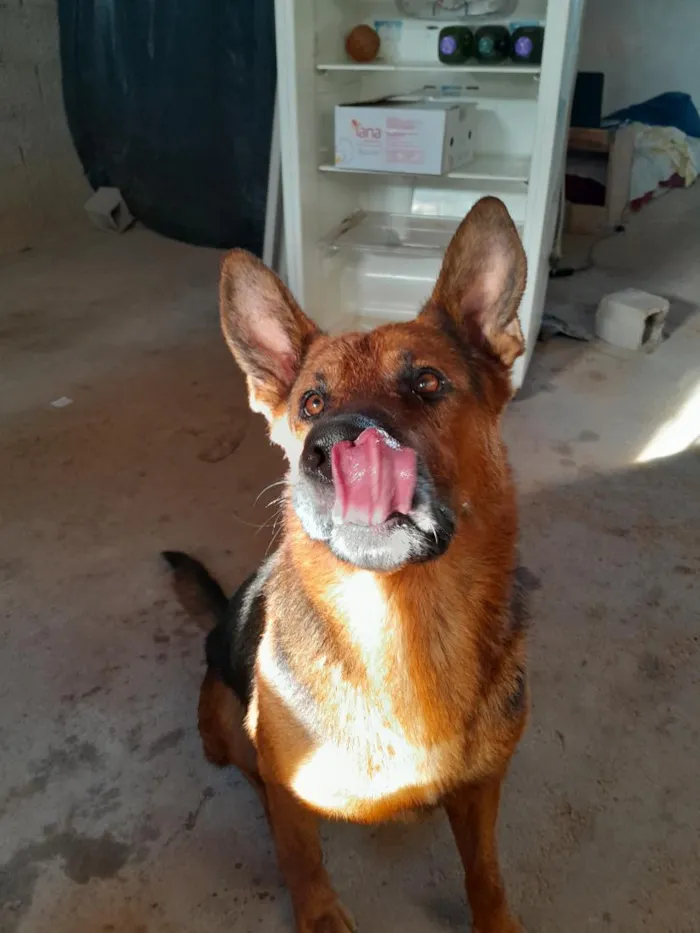 Cachorro raça Pastor Alemão idade 3 anos nome Thor