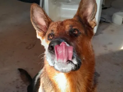 Cachorro raça Pastor Alemão idade 3 anos nome Thor