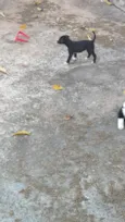 apolo