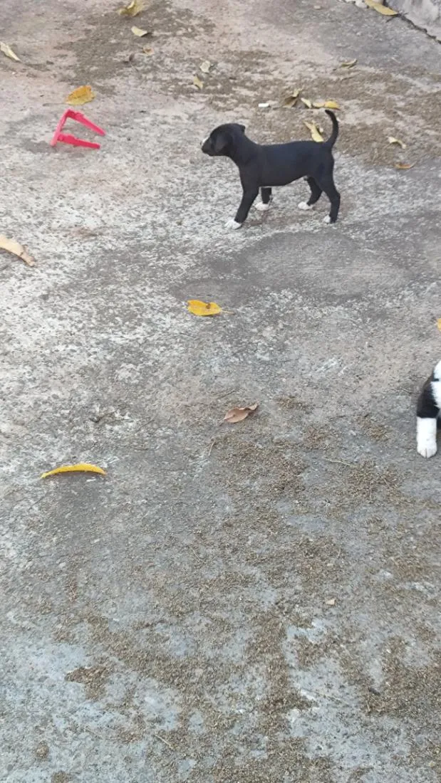 Cachorro raça SRD-ViraLata idade 2 a 6 meses nome apolo