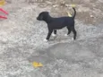 apolo