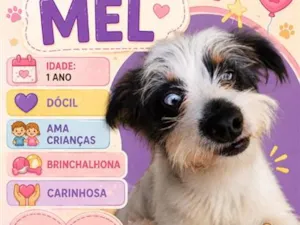 Cachorro raça SRD-ViraLata idade 1 ano nome Mel