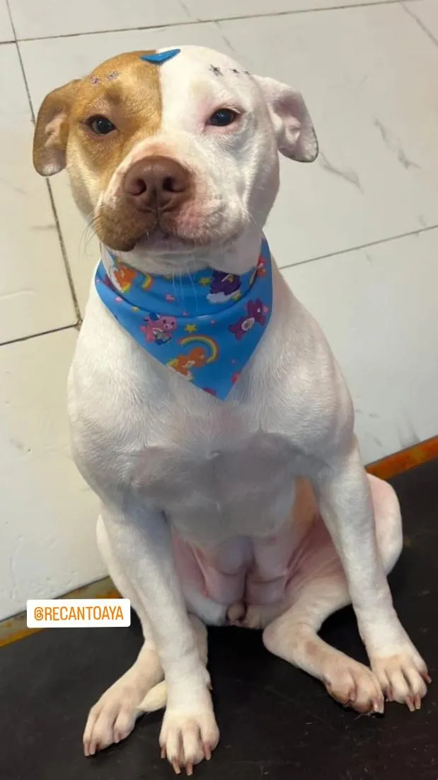 Cachorro raça Pit-Bull idade 1 ano nome kira