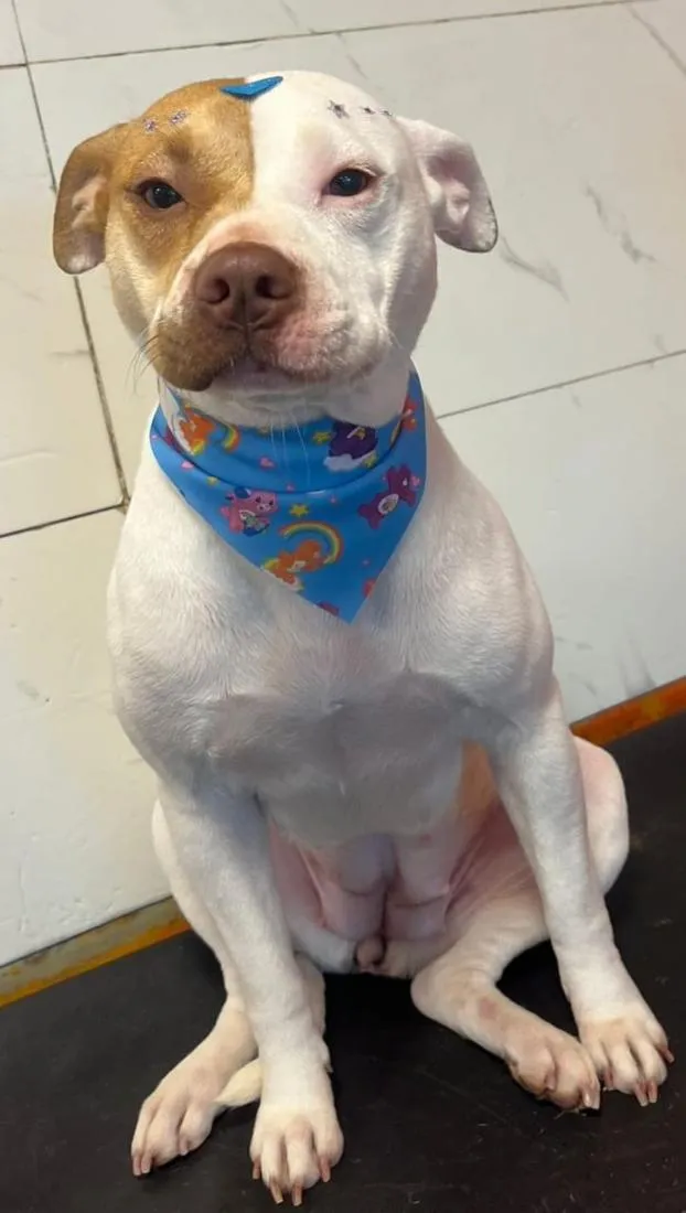 Cachorro raça Pit-Bull idade 1 ano nome kira