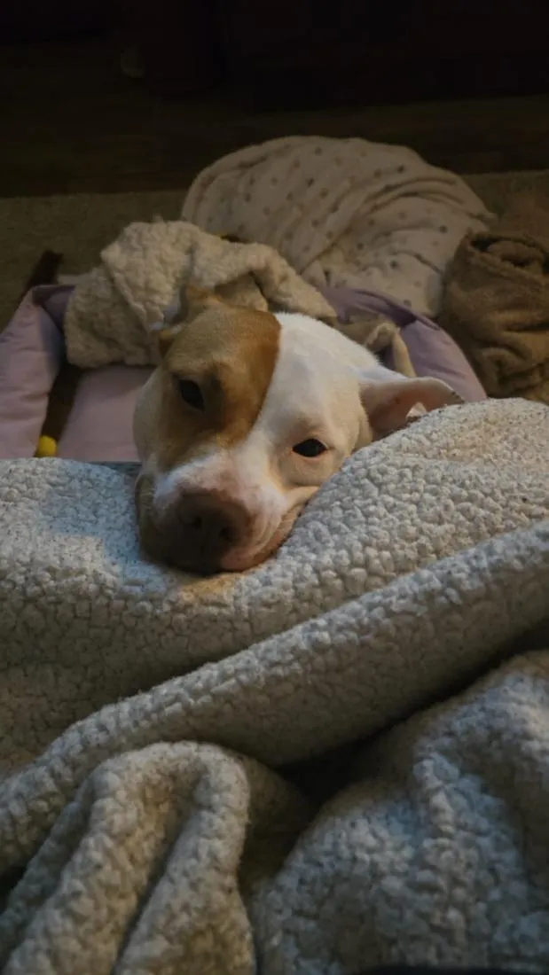 Cachorro raça Pit-Bull idade 1 ano nome kira