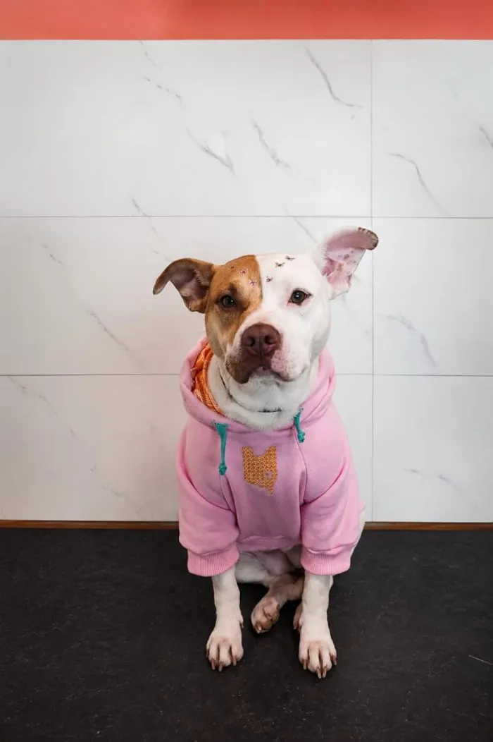 Cachorro raça Pit-Bull idade 1 ano nome kira