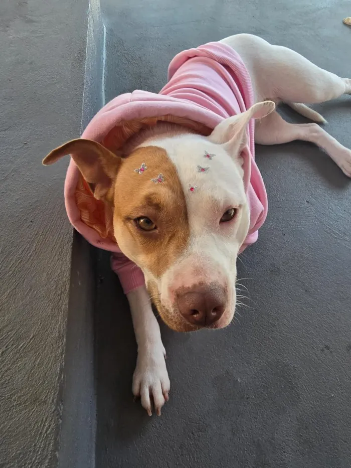 Cachorro raça Pit-Bull idade 1 ano nome kira