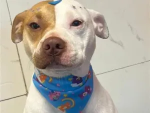 Cachorro raça Pit-Bull idade 1 ano nome kira