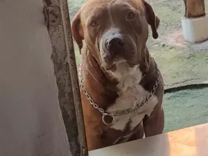 Cachorro raça SRD-ViraLata idade 2 anos nome Zeus