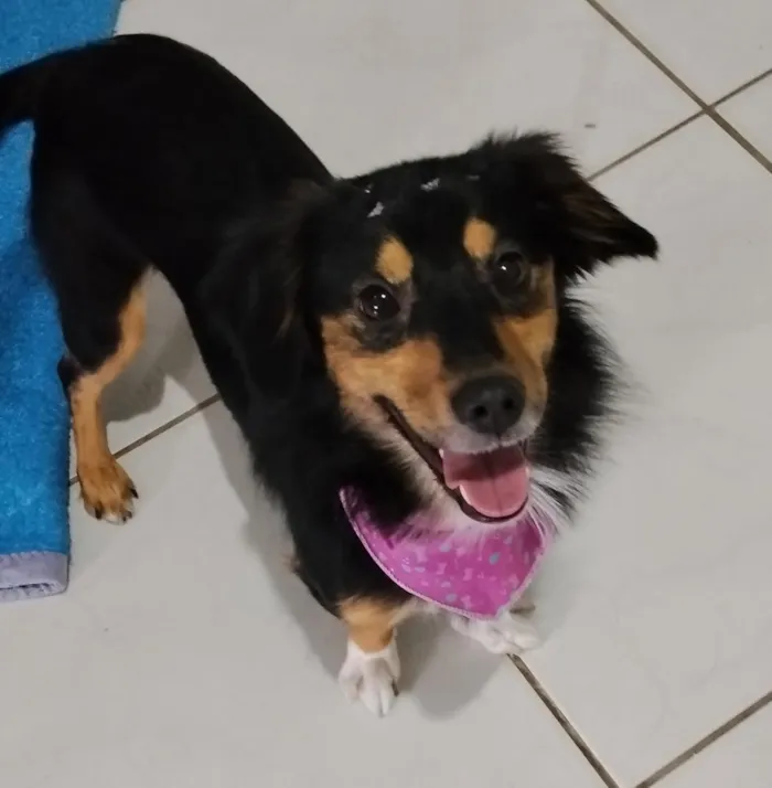 Cachorro raça SRD-ViraLata idade 2 anos nome amora 