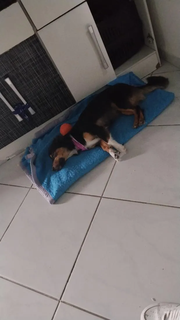 Cachorro raça SRD-ViraLata idade 2 anos nome amora 