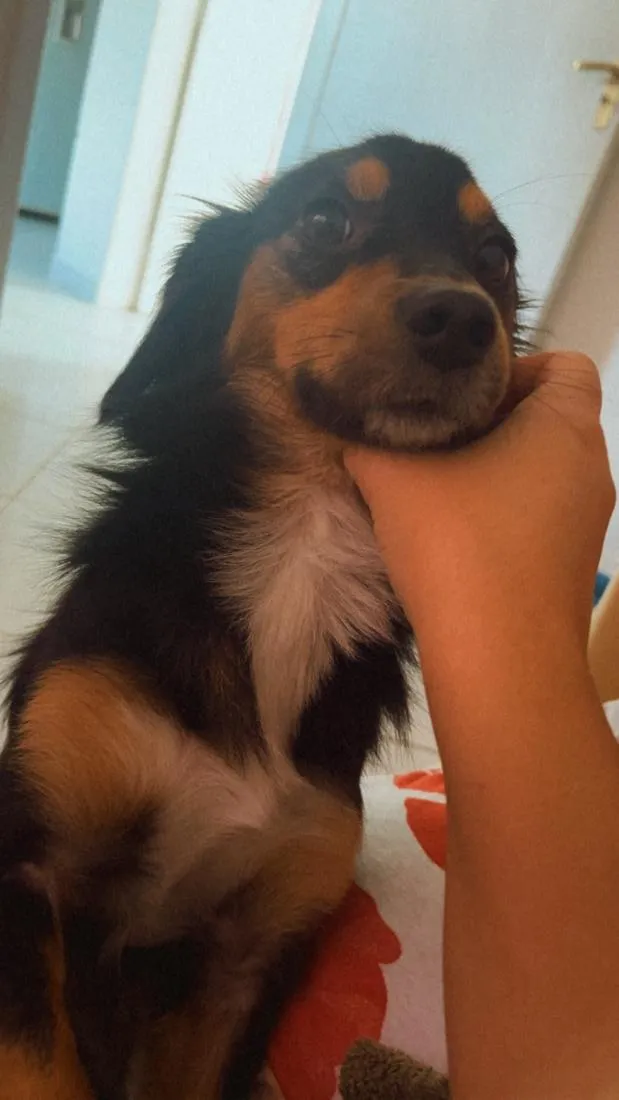 Cachorro raça SRD-ViraLata idade 2 anos nome amora 