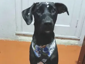 Cachorro raça SRD-ViraLata idade 1 ano nome Kiara