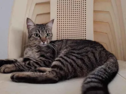 Gato raça SRD-ViraLata idade 5 anos nome Diana