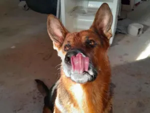 Cachorro raça Pastor Alemão idade 3 anos nome Thor