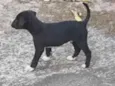 apolo