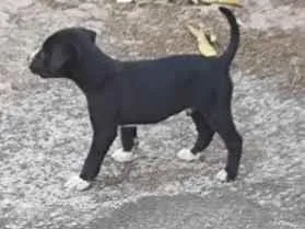 Cachorro raça SRD-ViraLata idade 2 a 6 meses nome apolo