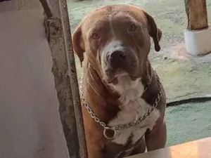 Cachorro raça SRD-ViraLata idade 2 anos nome Zeus