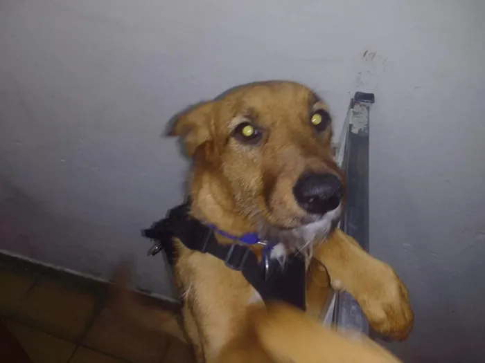 Cachorro raça SRD-ViraLata idade 1 ano nome Meg
