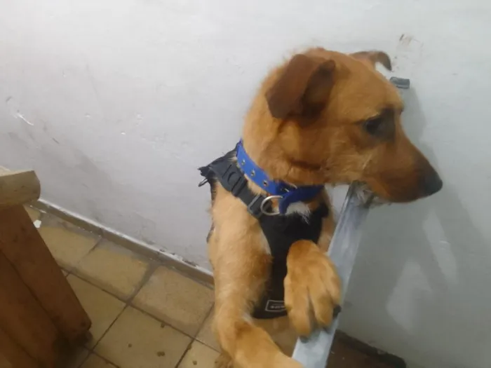 Cachorro raça SRD-ViraLata idade 1 ano nome Meg