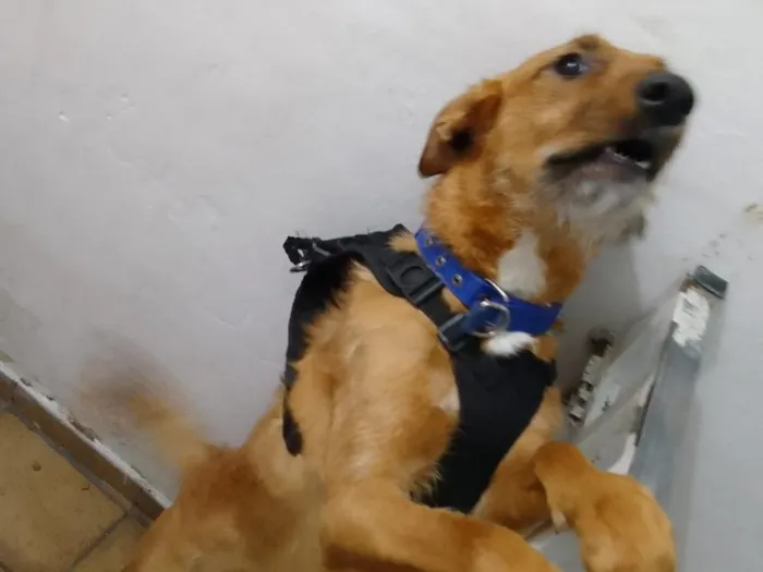 Cachorro raça SRD-ViraLata idade 1 ano nome Meg