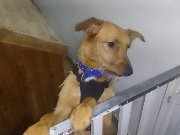 Cachorro raça SRD-ViraLata idade 1 ano nome Meg