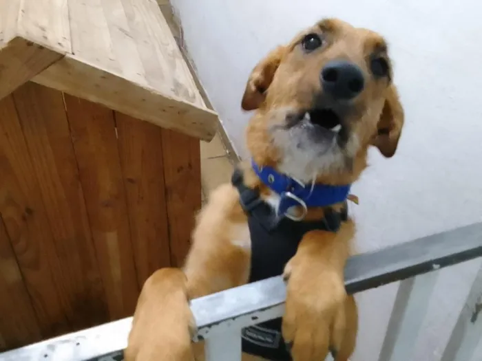 Cachorro raça SRD-ViraLata idade 1 ano nome Meg
