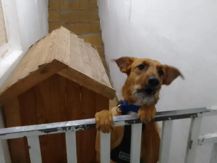 Cachorro raça SRD-ViraLata idade 1 ano nome Meg
